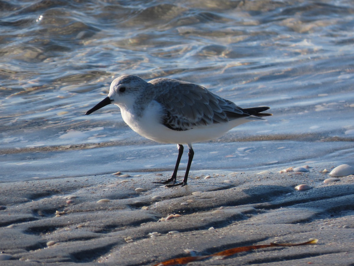Sanderling - ML644918426