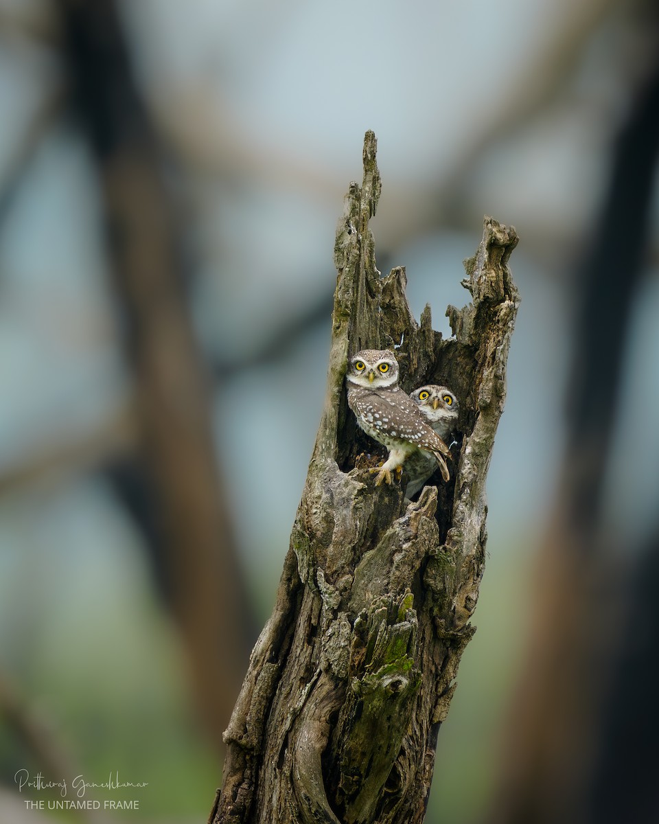 Spotted Owlet - ML644918428