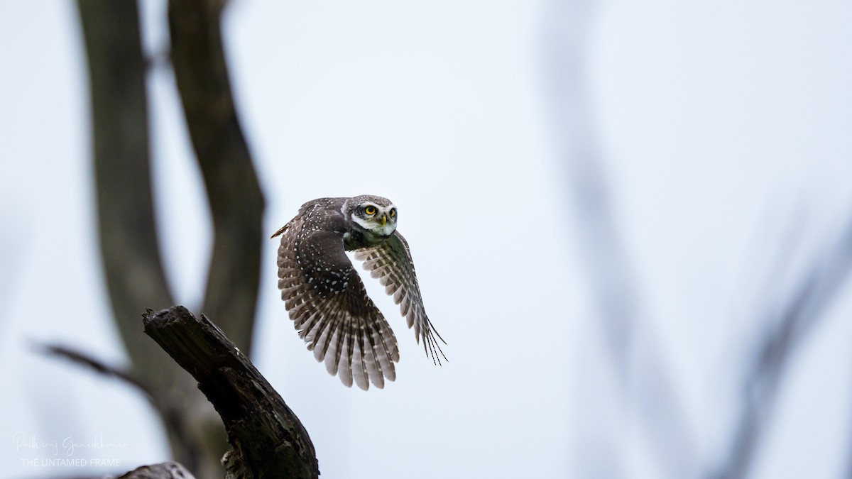 Spotted Owlet - ML644918429