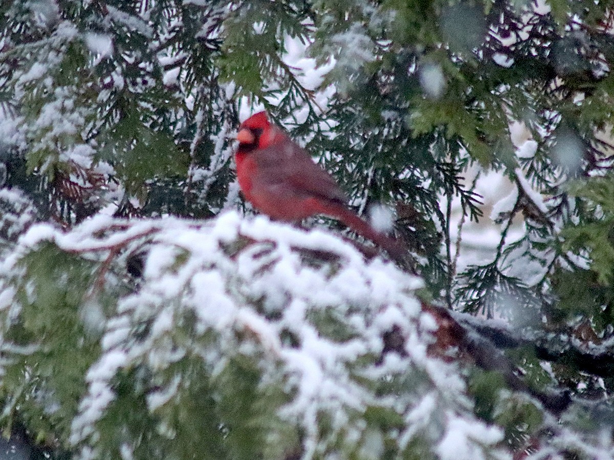 Northern Cardinal - ML644918431