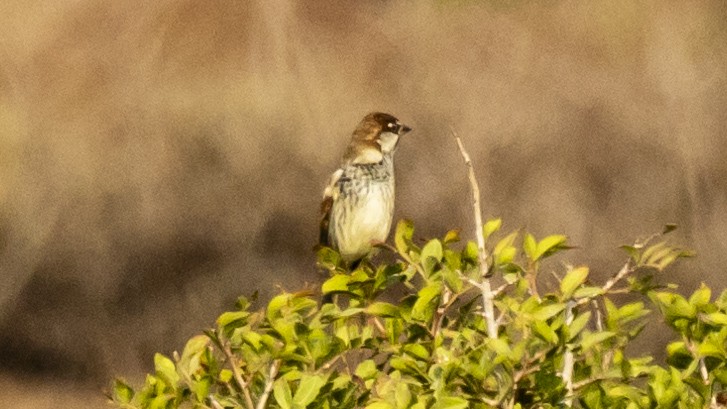 Spanish Sparrow - ML644918464