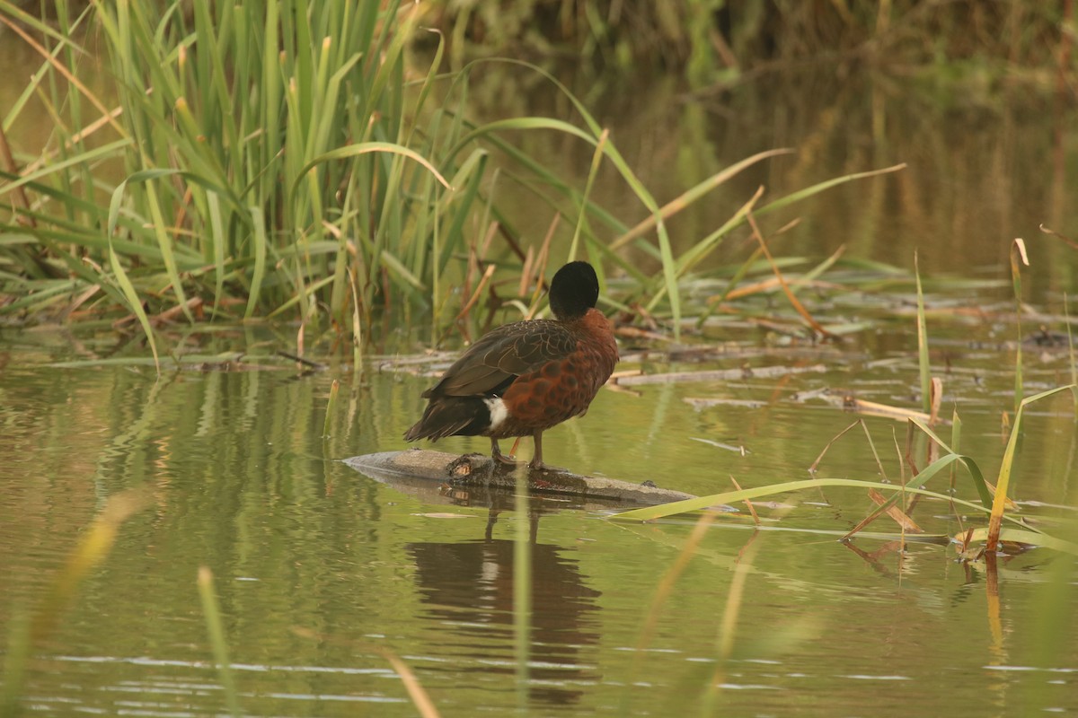 Chestnut Teal - ML644918470
