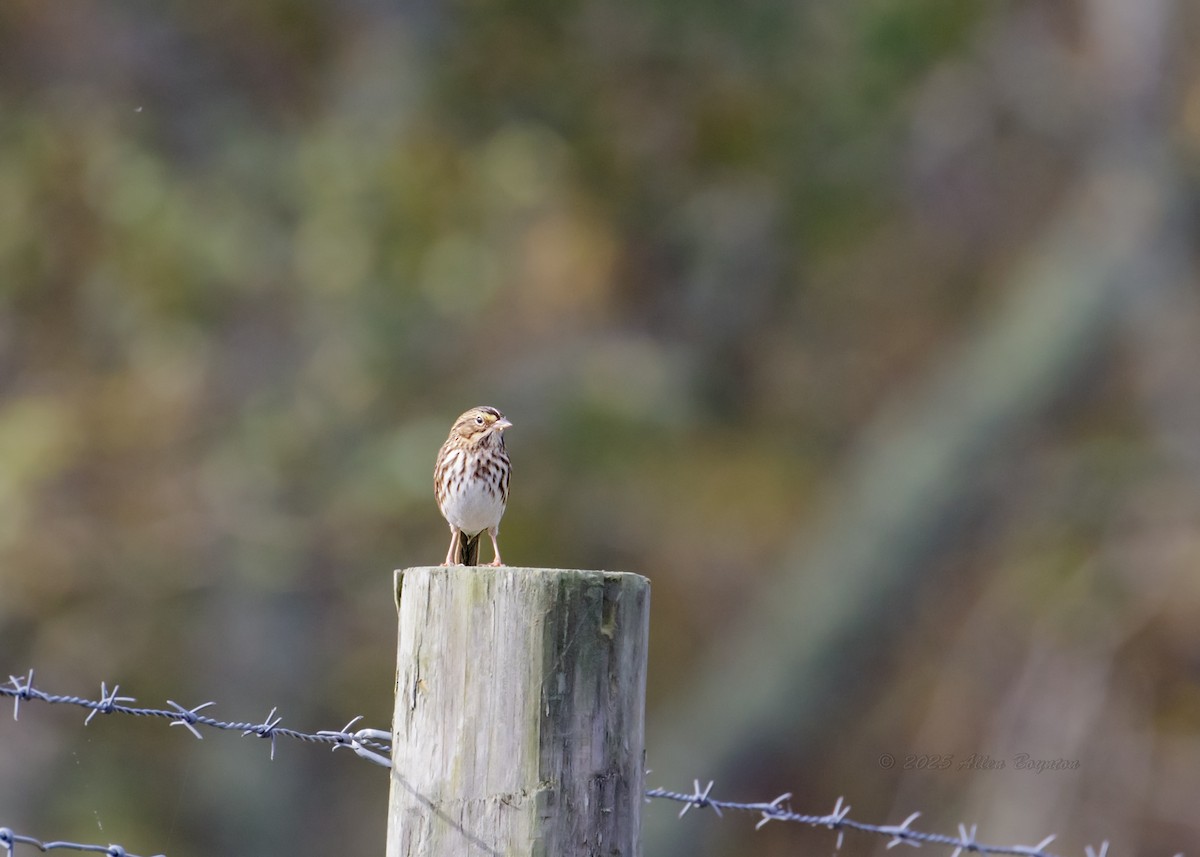 サバンナシトド - ML644918502