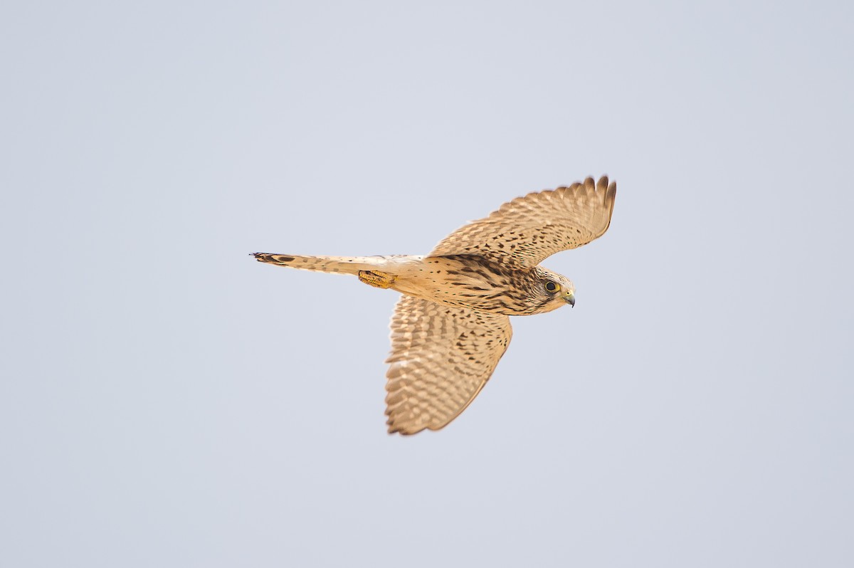 Turmfalke [tinnunculus-Gruppe] - ML644918506