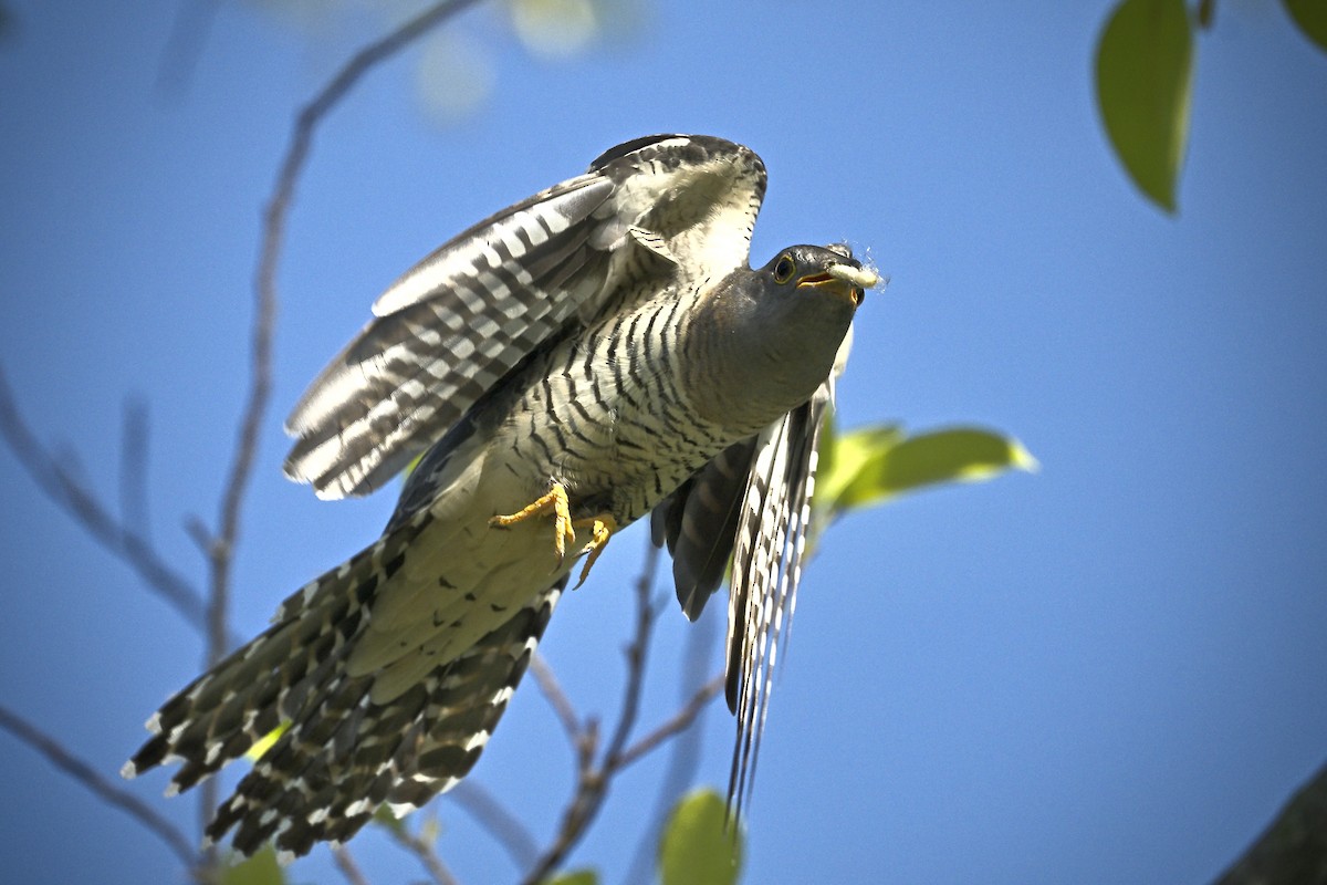 orientgjøk - ML644918509