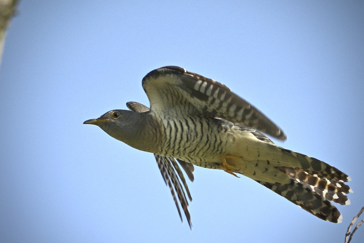 orientgjøk - ML644918510