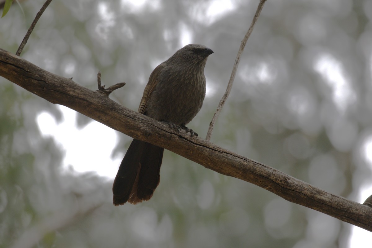 Apostlebird - ML644918512