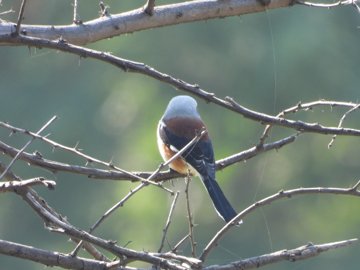 Bay-backed Shrike - ML644918517