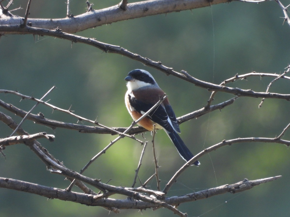 Bay-backed Shrike - ML644918518