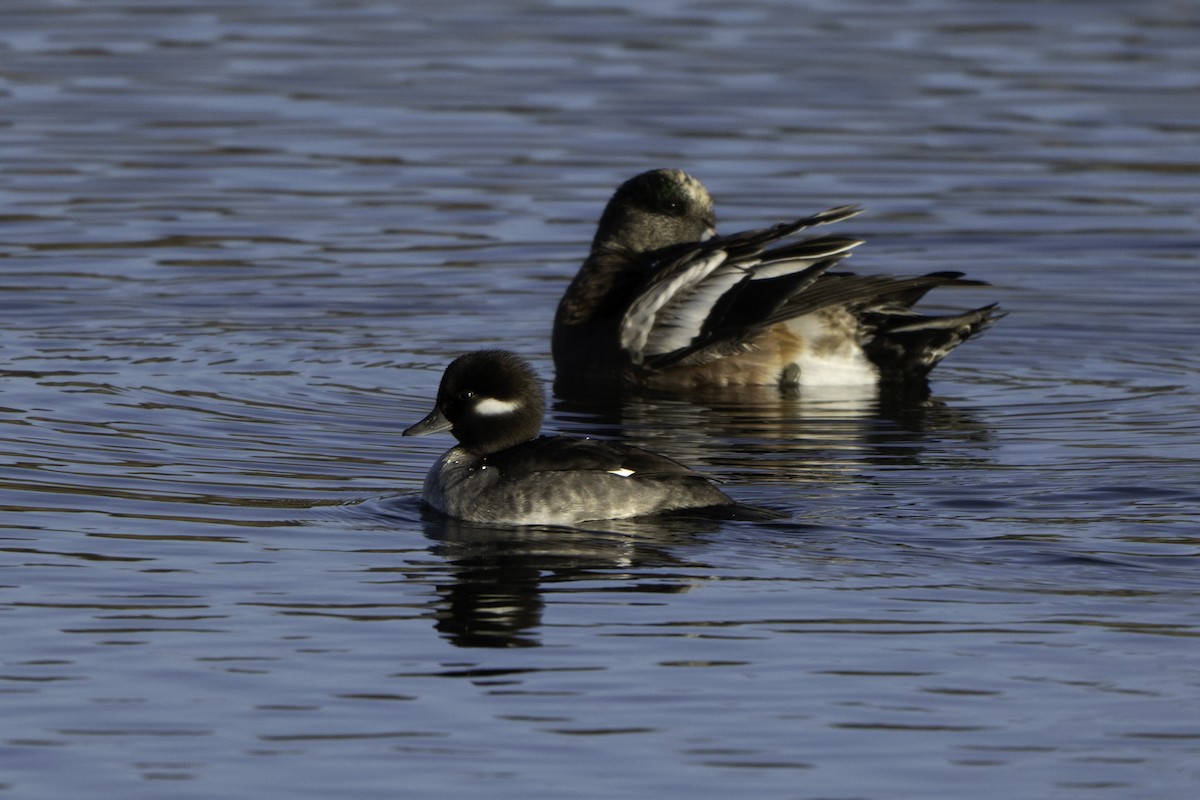 Гоголь-головастик - ML644918544