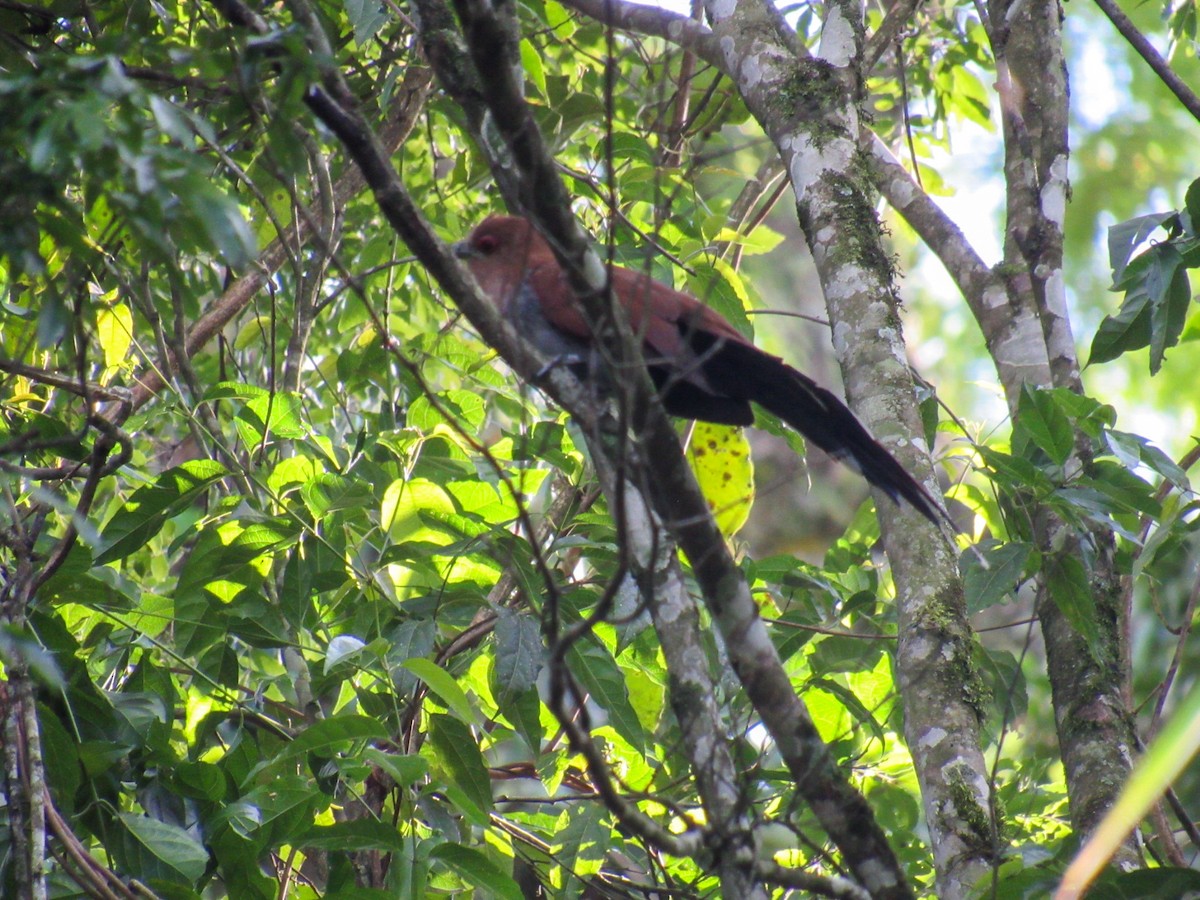 kukačka veverčí - ML644918546