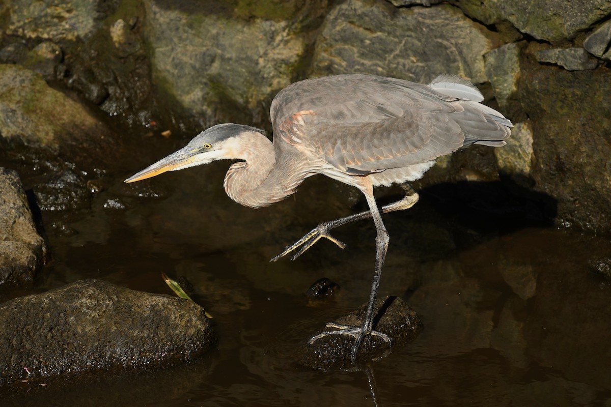 Great Blue Heron - ML644918548