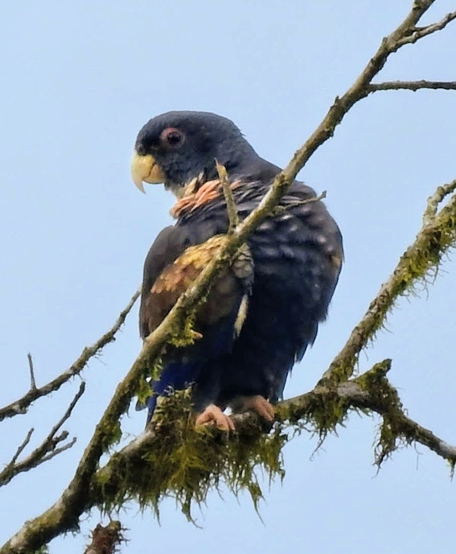 Bronze-winged Parrot - ML644918552