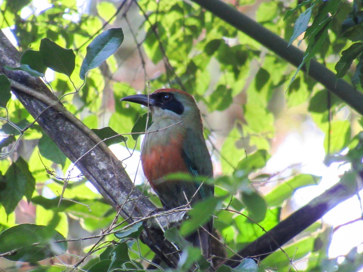 momot rezavohlavý - ML644918553