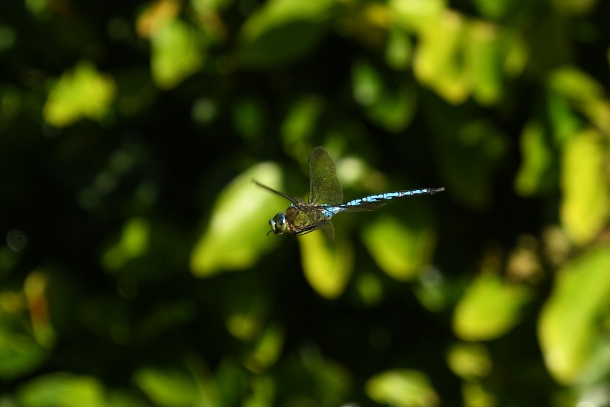 Imperatore comune - ML644918554