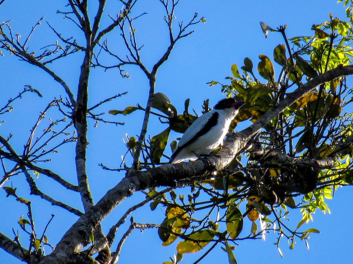 Black-tailed Tityra - ML644918558