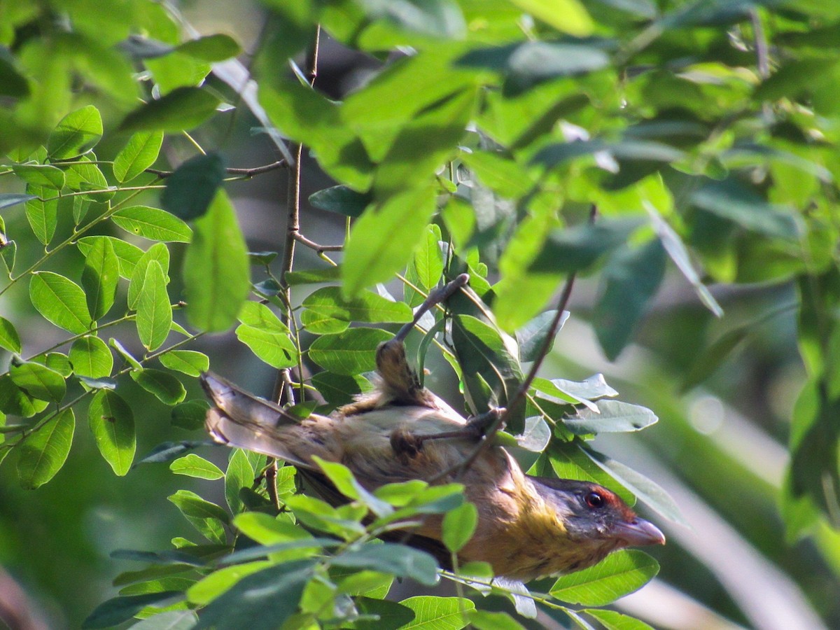 Віреон рудобровий - ML644918566