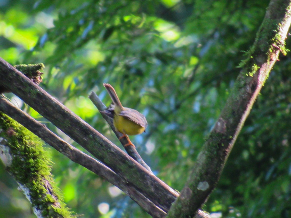 Golden-crowned Warbler - ML644918570