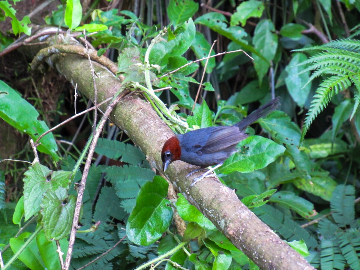 Chestnut-headed Tanager - ML644918571
