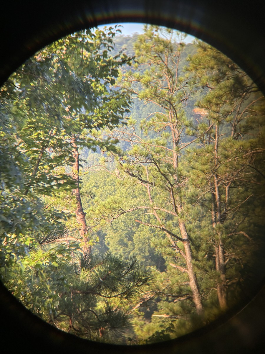 Канюк ширококрилий - ML644918572