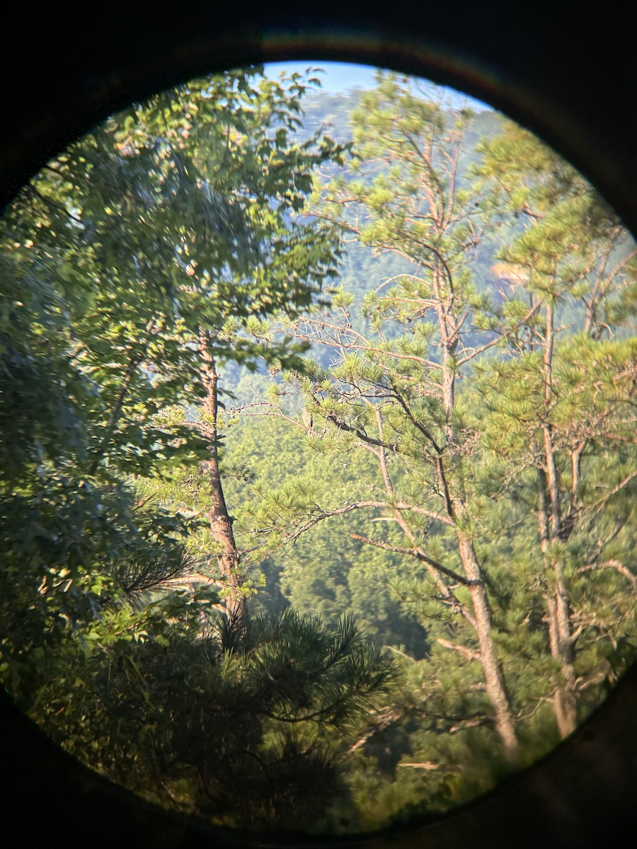 Канюк ширококрилий - ML644918573