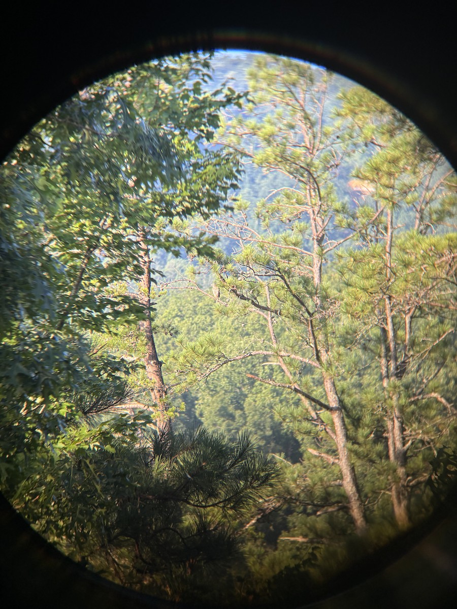 Канюк ширококрилий - ML644918574