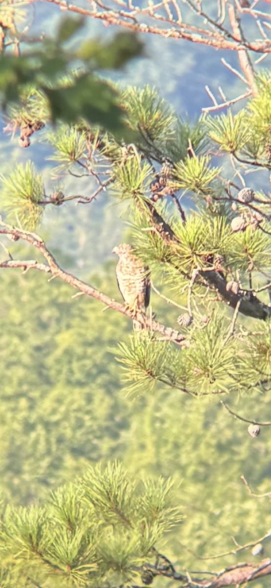 Канюк ширококрилий - ML644918575