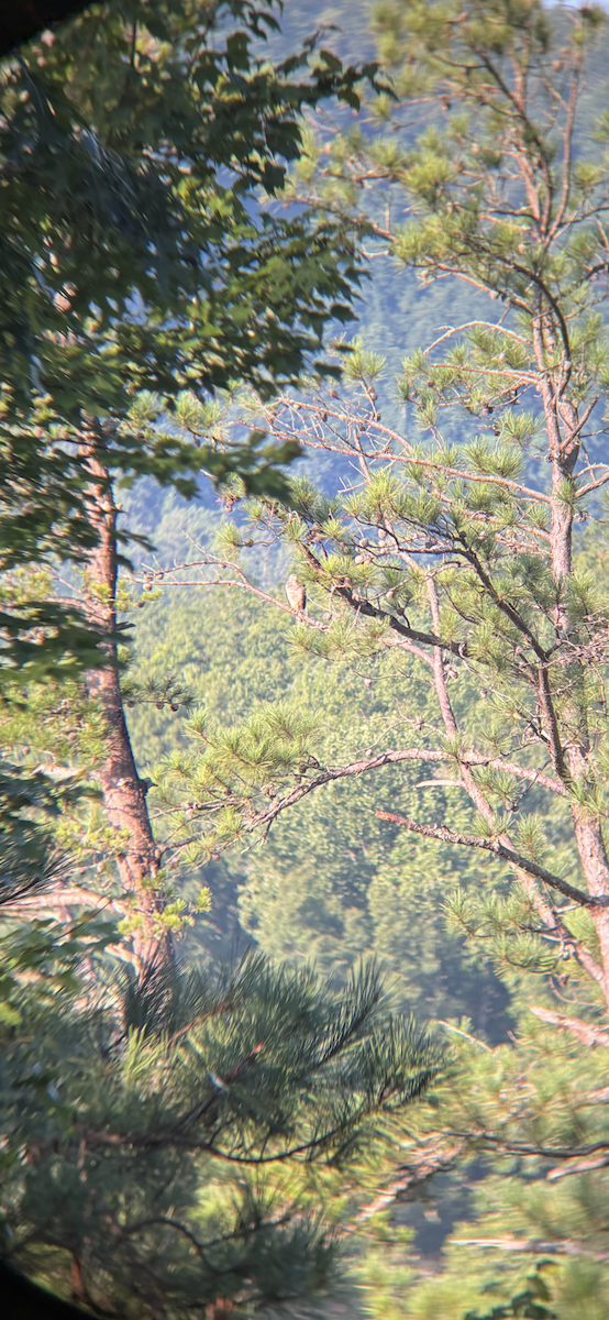 Канюк ширококрилий - ML644918576