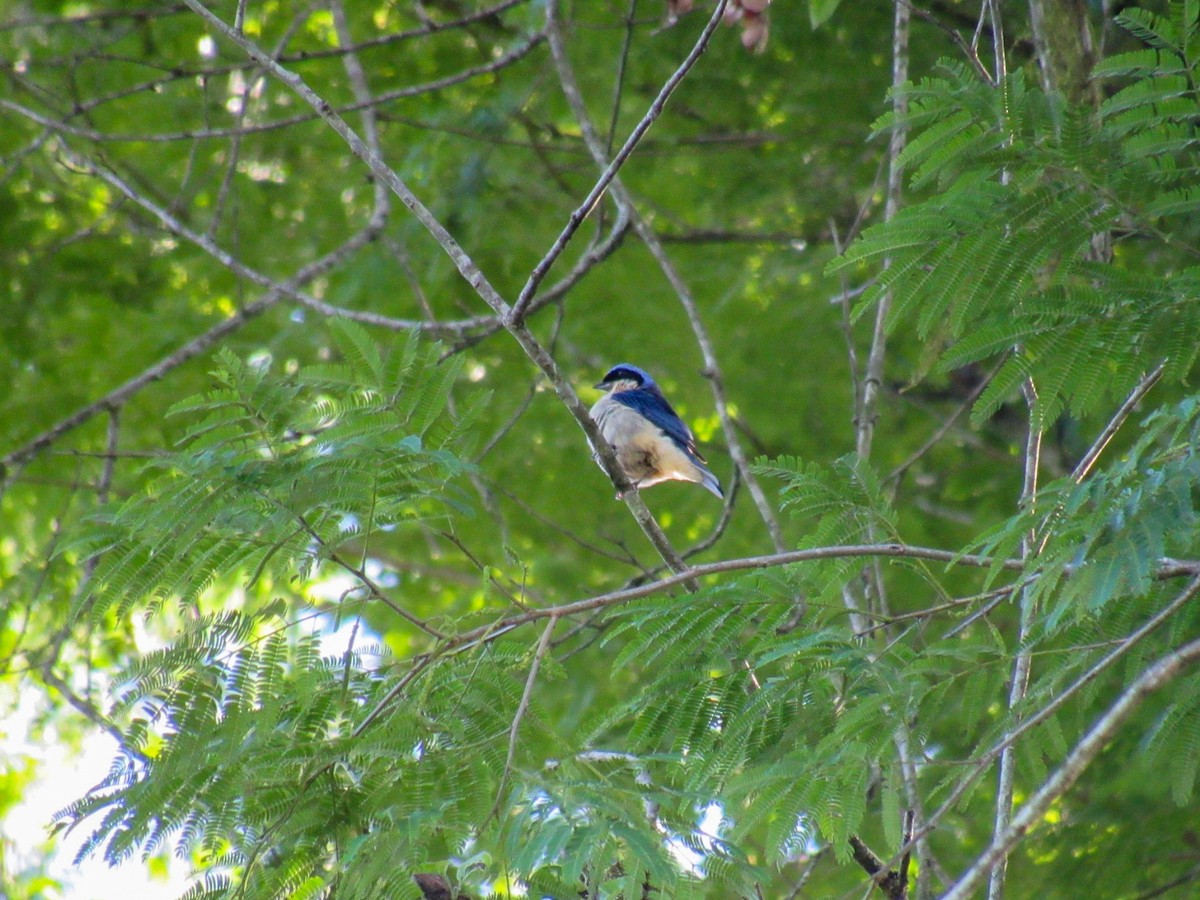 Fawn-breasted Tanager - ML644918582