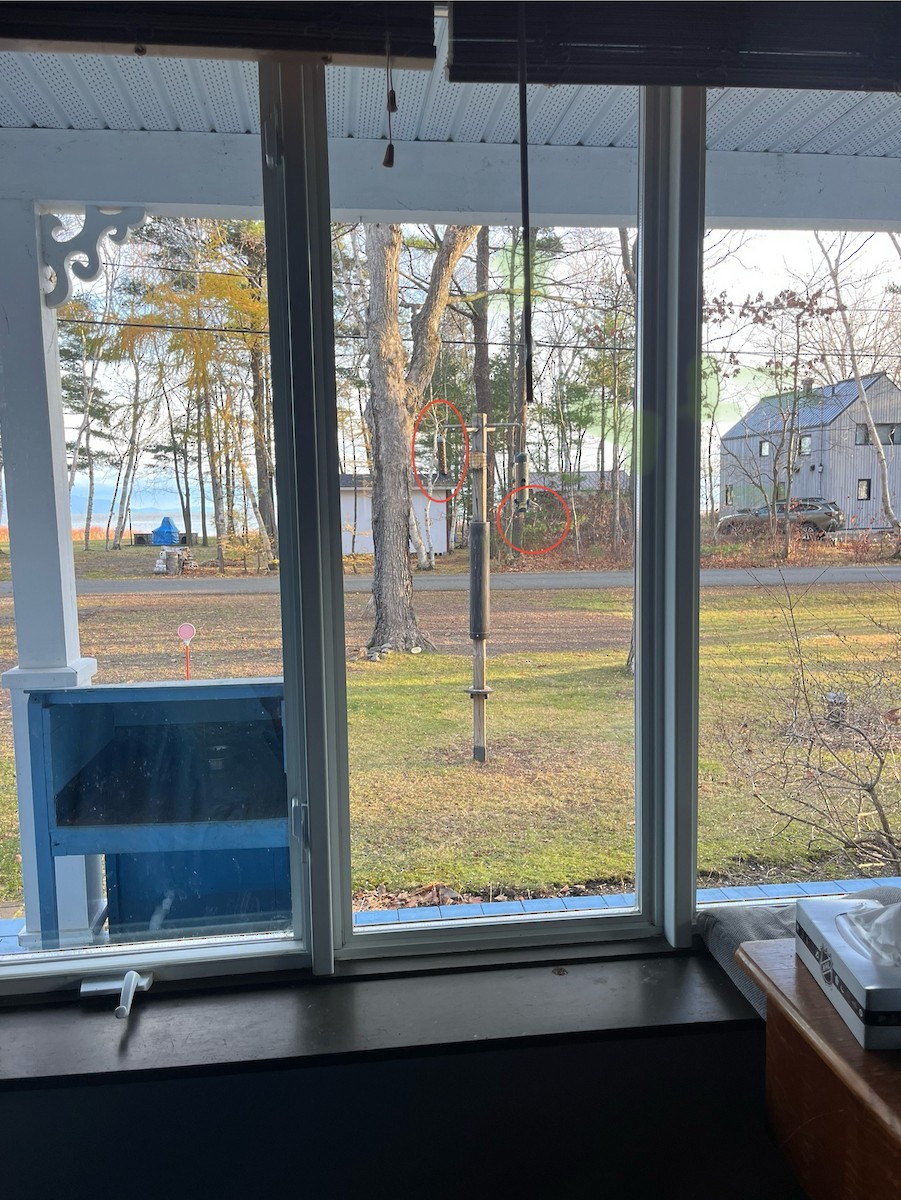 Red-bellied Woodpecker - ML644918588