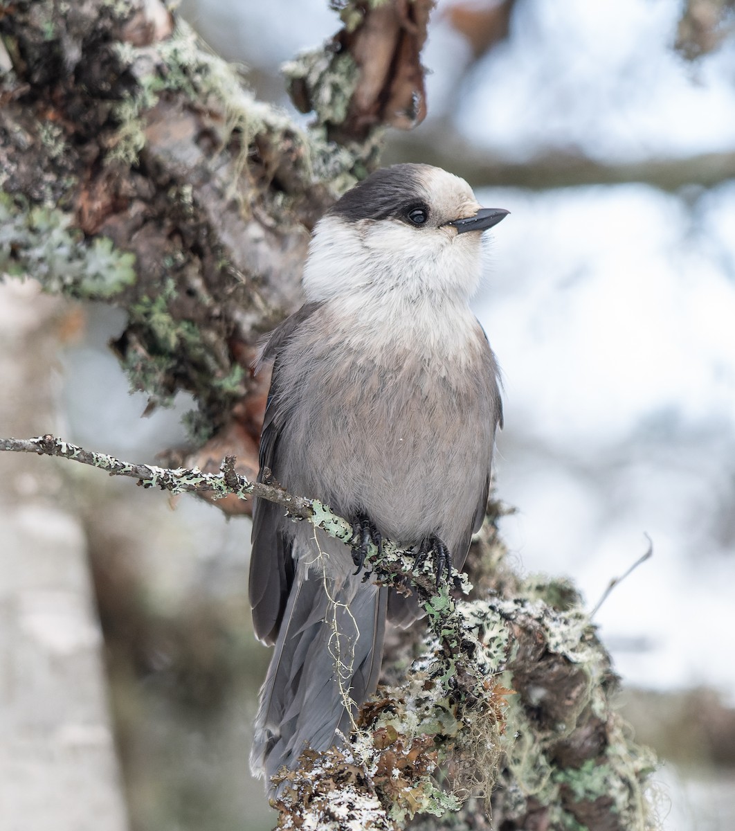 Canada Jay - ML644918597