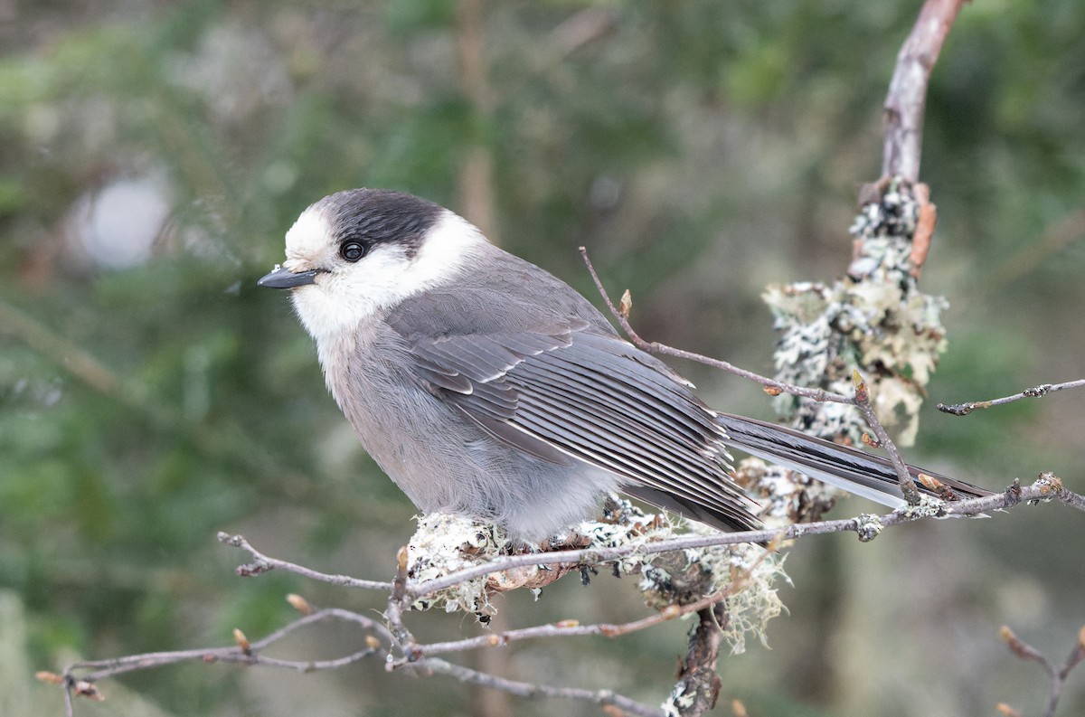 Canada Jay - ML644918598