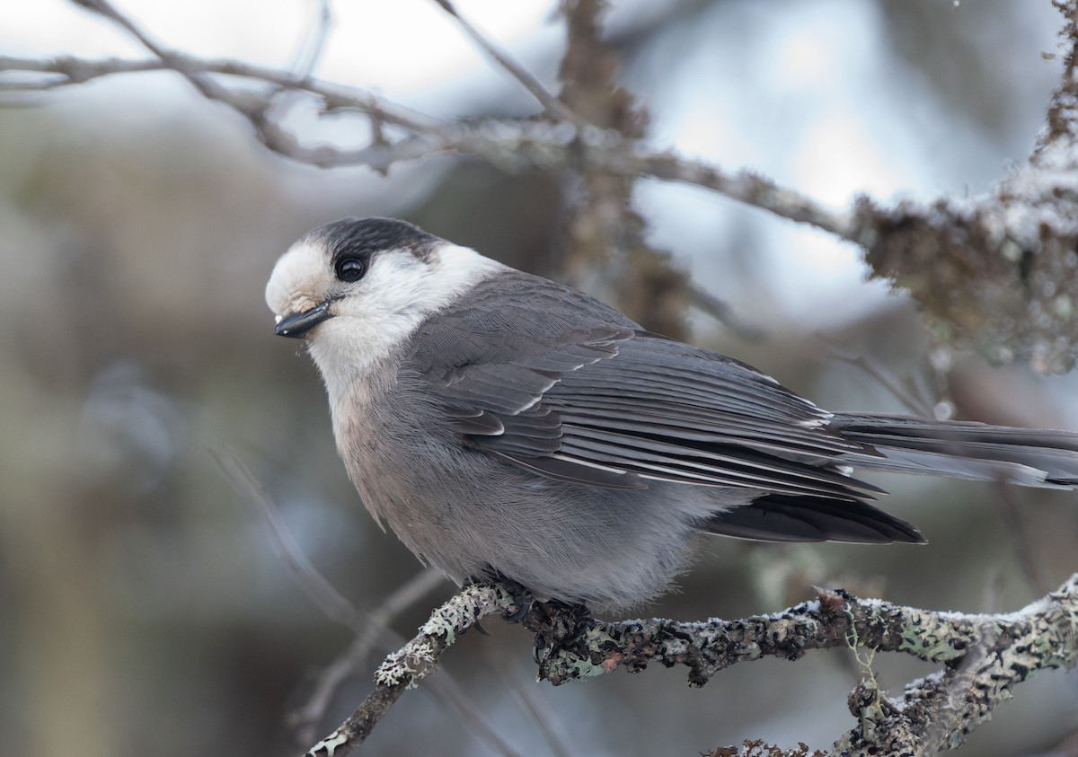 Canada Jay - ML644918599