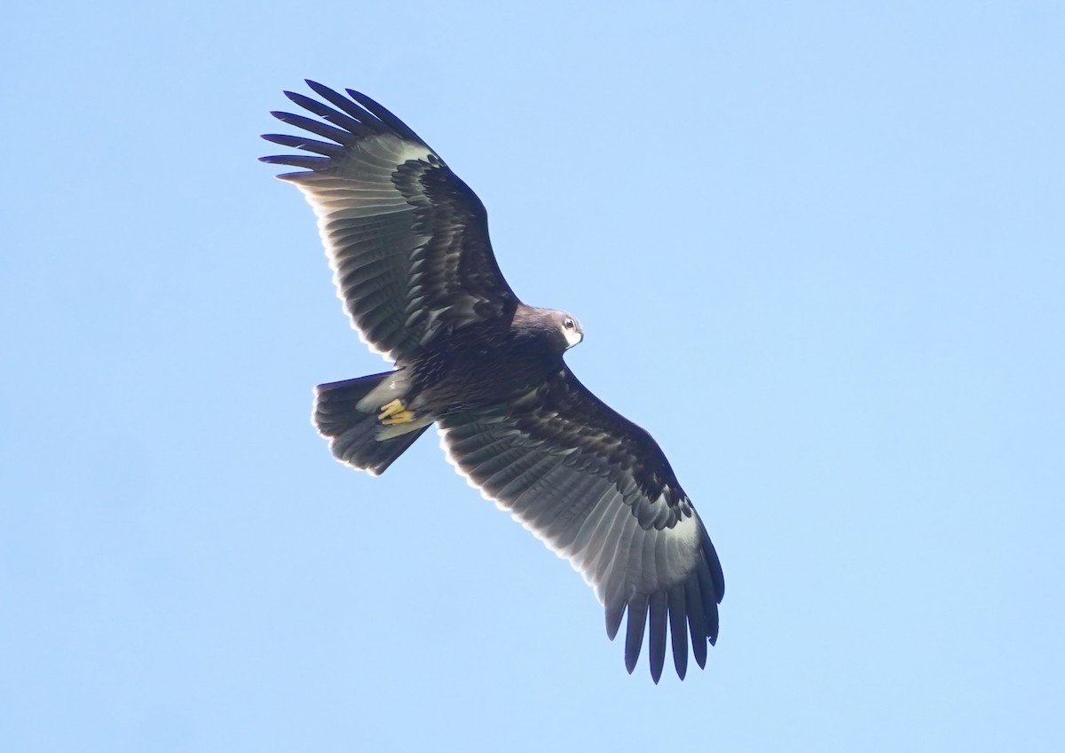 Büyük Orman Kartalı - ML644918609