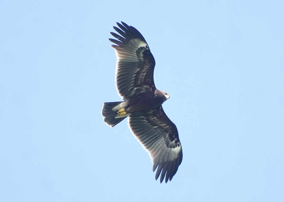 Büyük Orman Kartalı - ML644918610