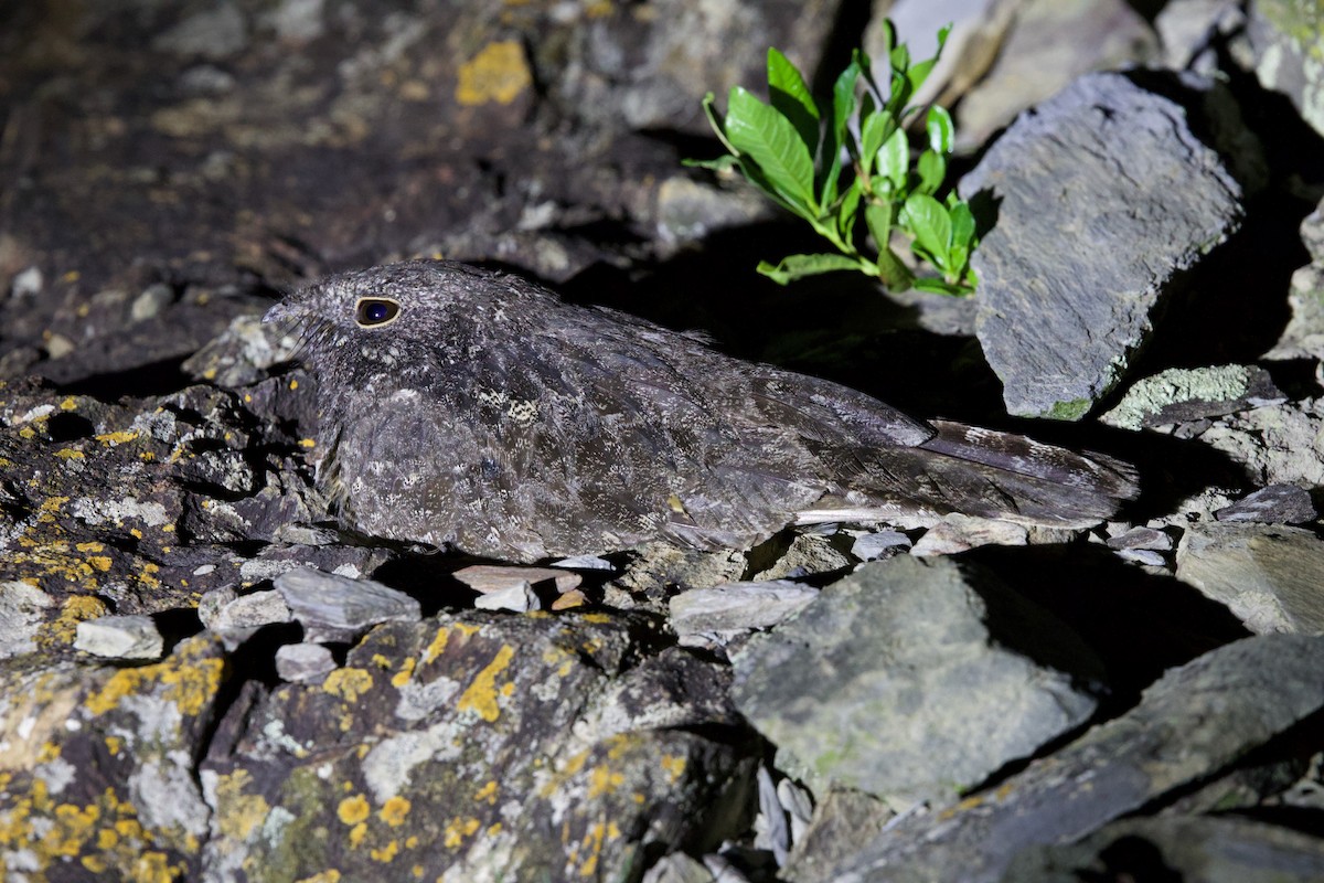 lelek pihovaný - ML644918615