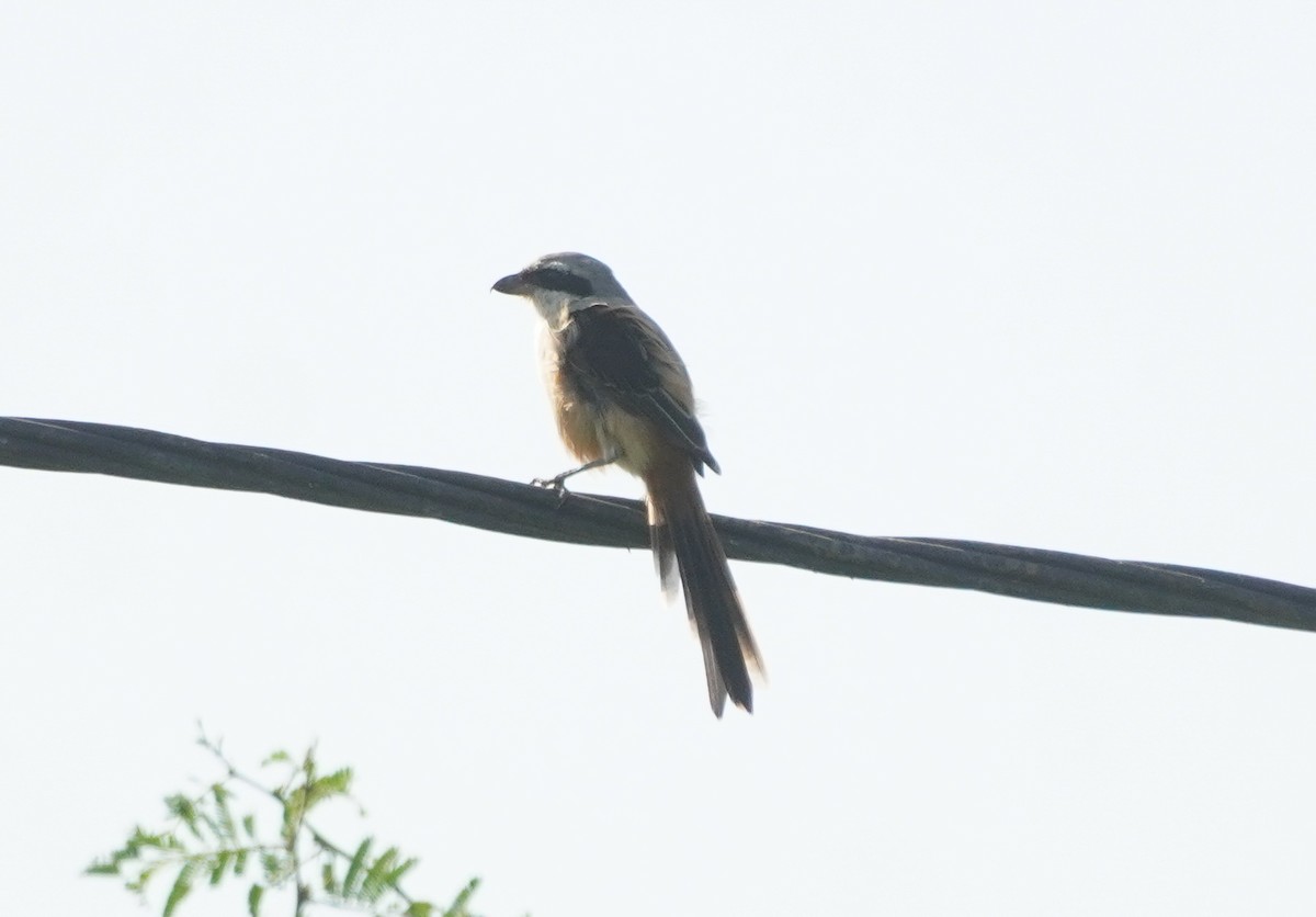 Uzun Kuyruklu Örümcekkuşu - ML644918617