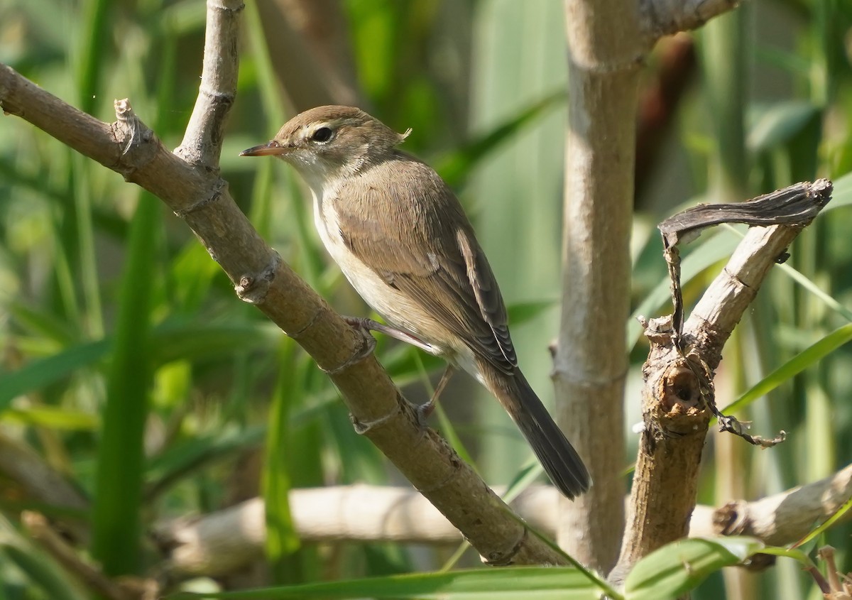 Küçük Mukallit - ML644918627