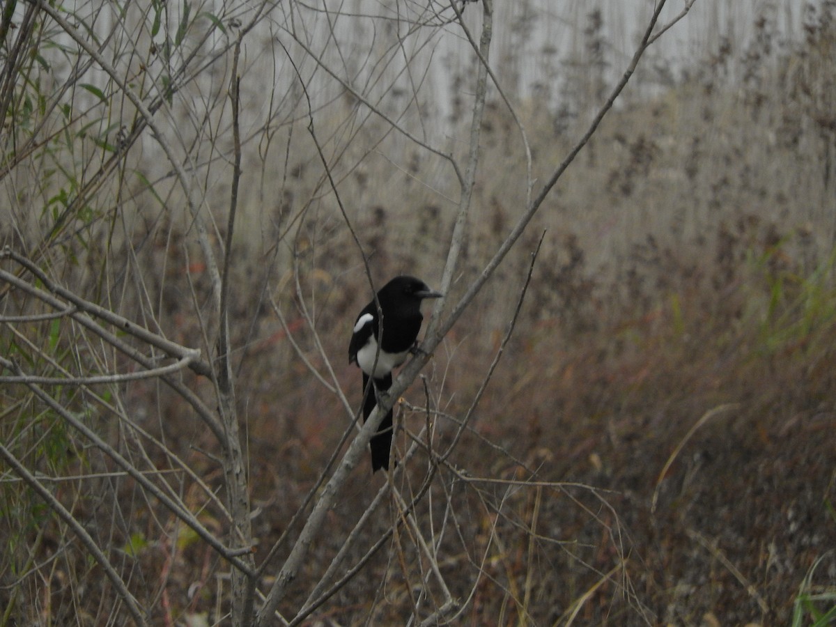 straka čínská - ML644918648