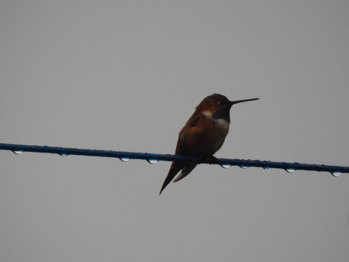 kalypta rezavolesklá - ML644918666