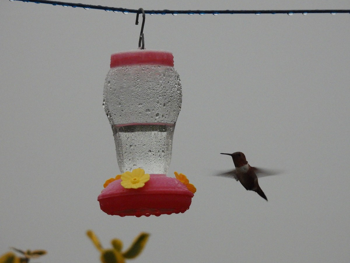 kalypta rezavolesklá - ML644918667