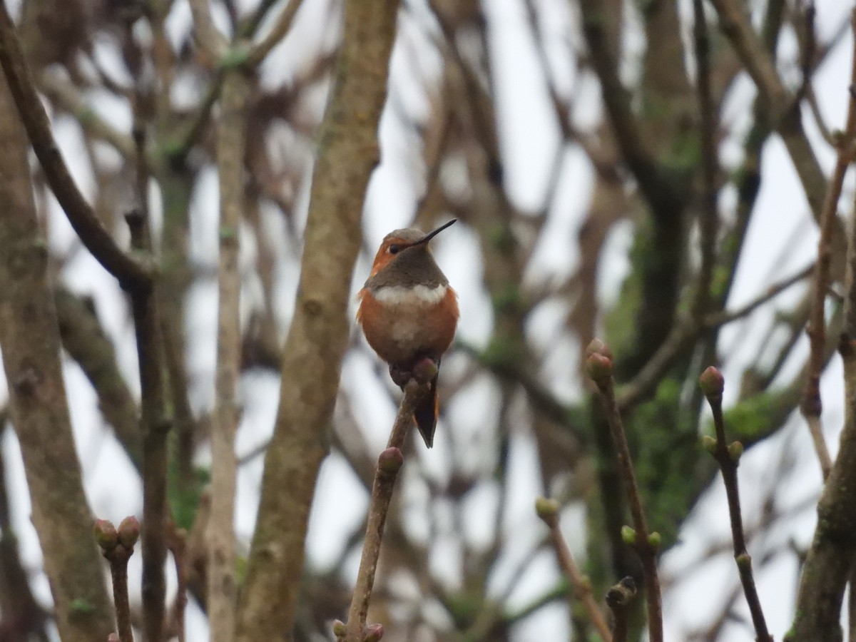 kalypta rezavolesklá - ML644918668