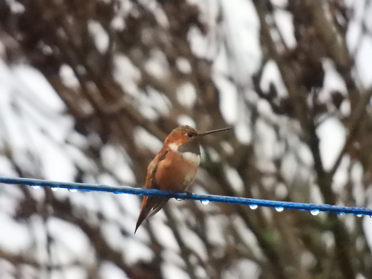 kalypta rezavolesklá - ML644918669