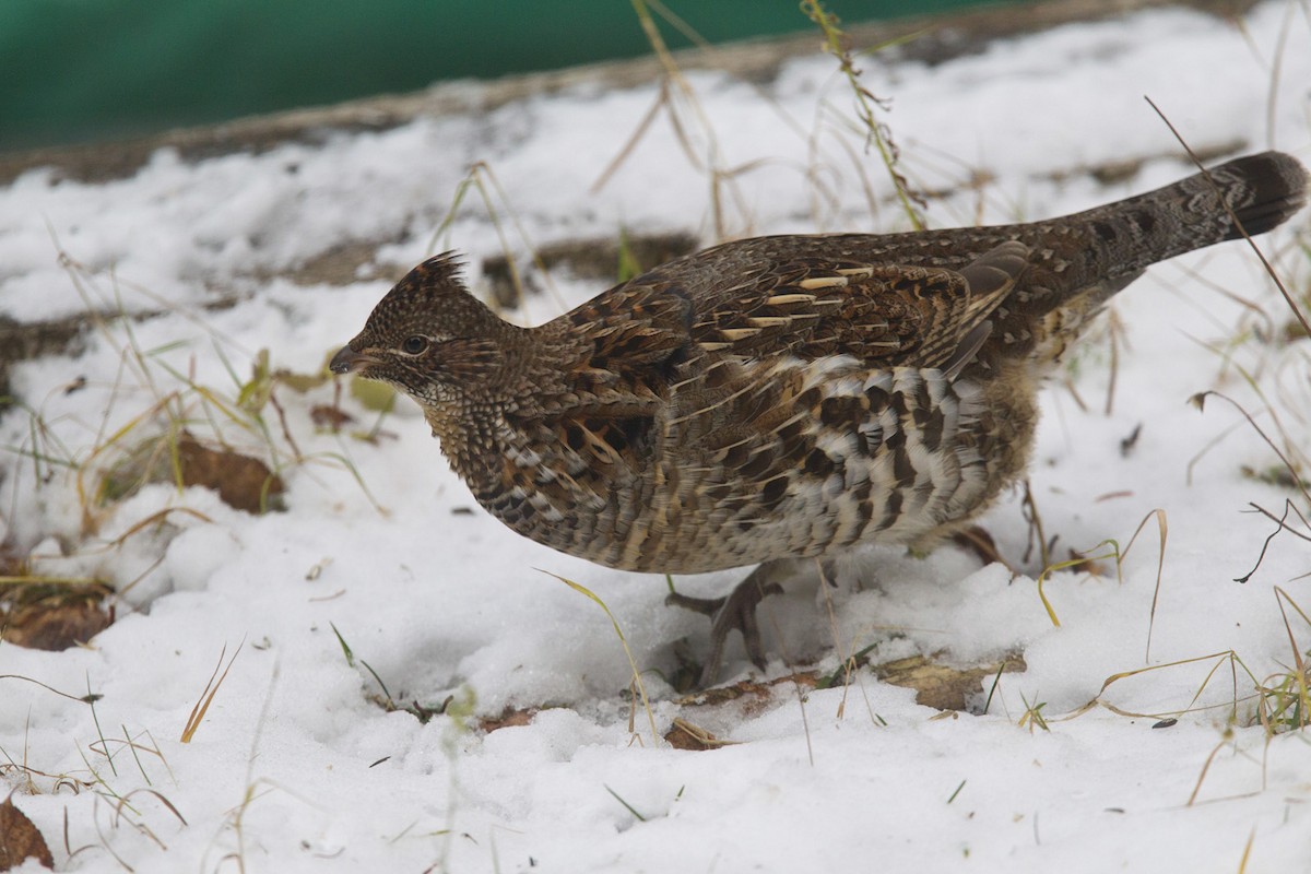 Ruffed Grouse - ML644918693