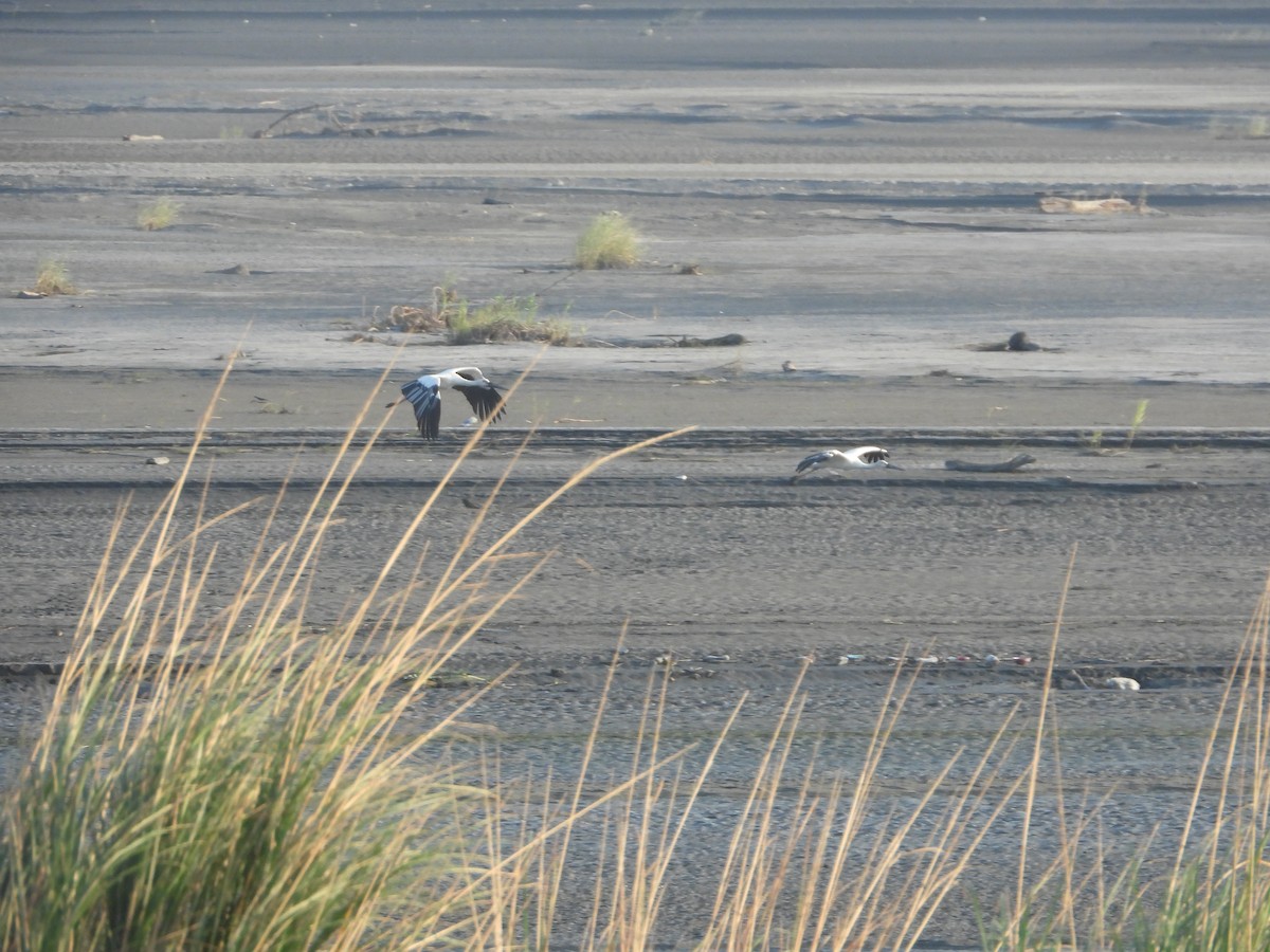 čáp východní - ML644918695