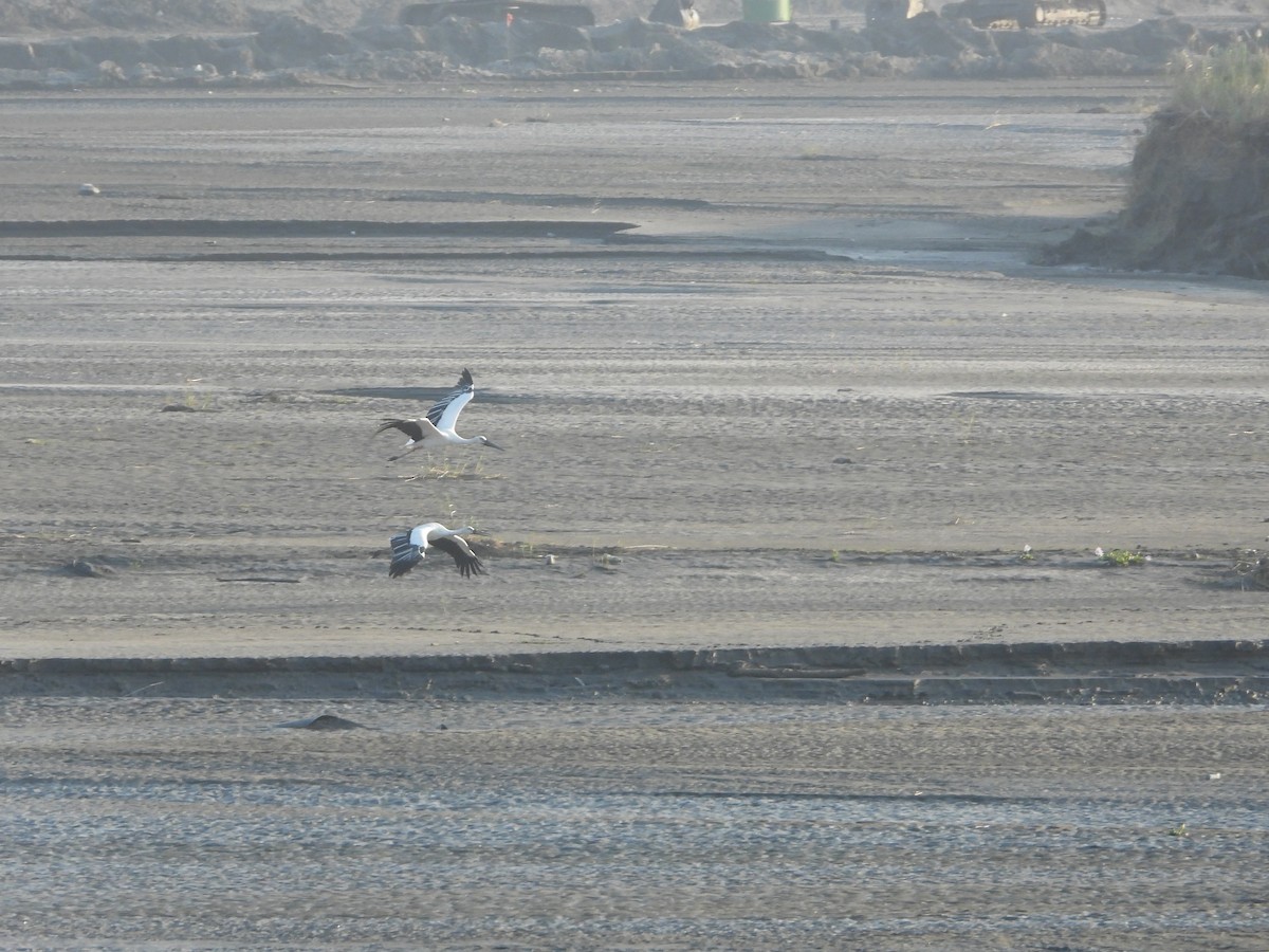 čáp východní - ML644918696