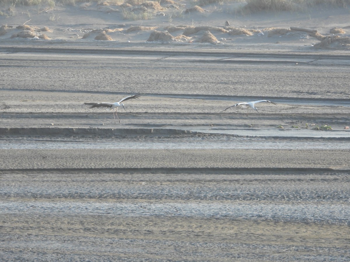 čáp východní - ML644918697