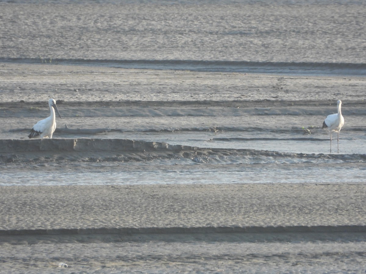 čáp východní - ML644918698