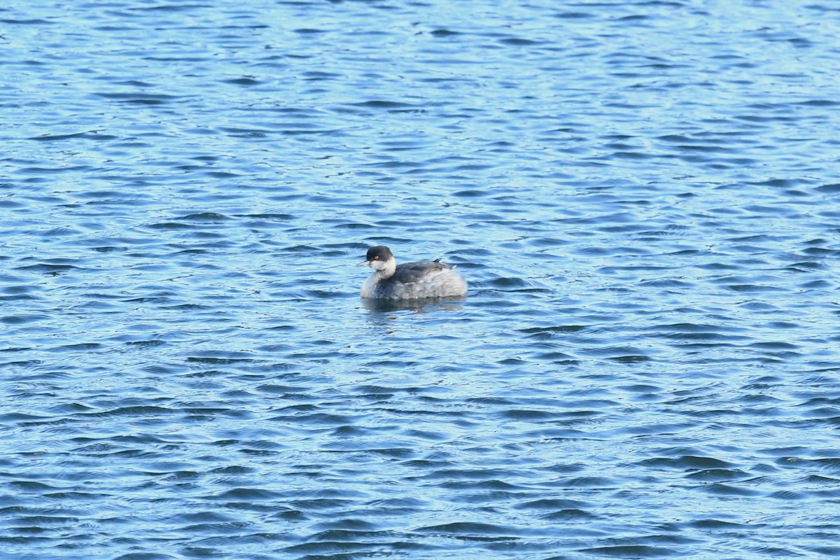 Svasso piccolo - ML644918699