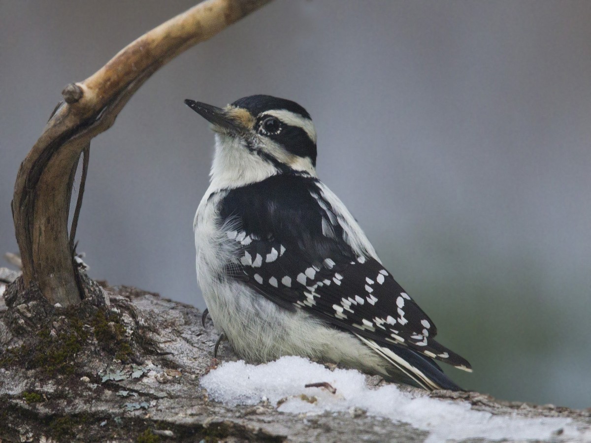 Hairy Woodpecker - ML644918701